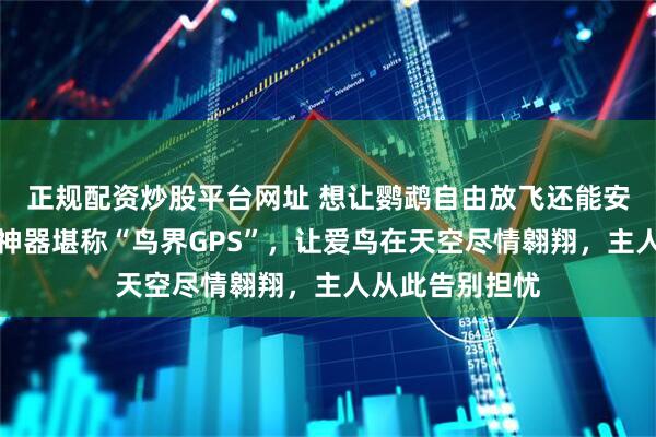 正规配资炒股平台网址 想让鹦鹉自由放飞还能安心？这款训练神器堪称“鸟界GPS”，让爱鸟在天空尽情翱翔，主人从此告别担忧